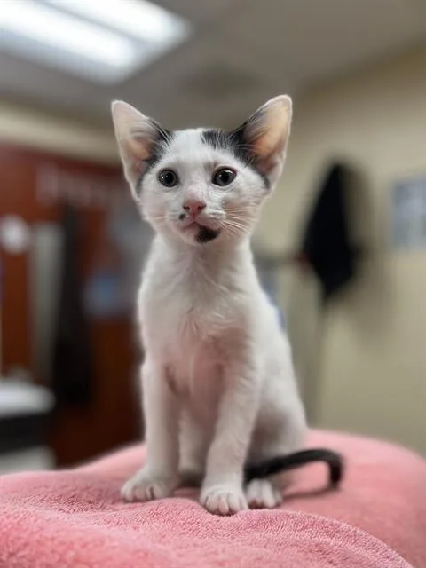 A baby small-sized male Domestic Short Hair cat named Oreo for adoption in Aliquippa, PA