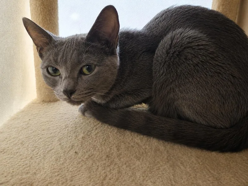A baby medium-sized female Domestic Short Hair cat named Lady Grey for adoption in Rome, GA