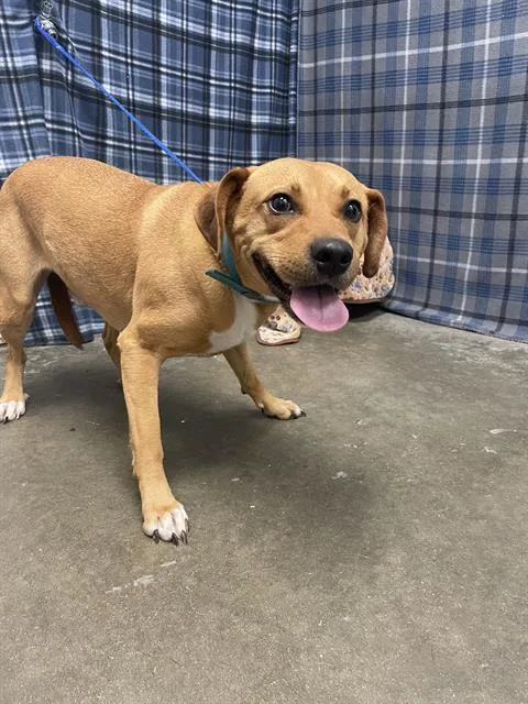 An adult small-sized male Chihuahua dog named Big Daddy for adoption in Rosenberg, TX