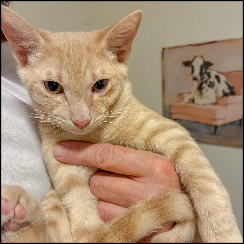 A young medium-sized male Orange / Red Domestic Short Hair cat named Jeep for adoption in Roswell, GA