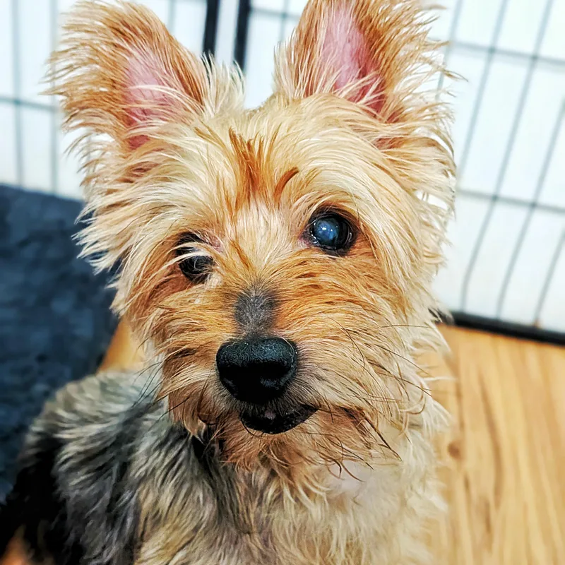 An adult small-sized male Yorkshire Terrier dog named Danny & Daisy for adoption in Eustis, FL