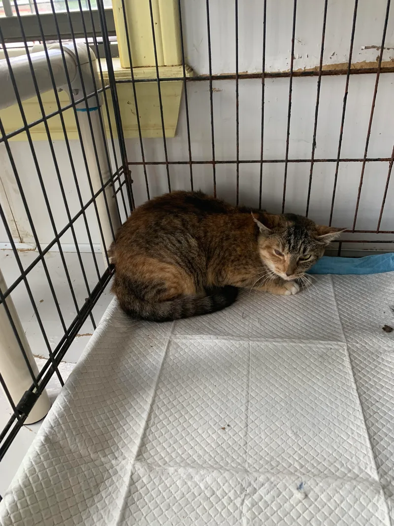 Rosemary thumbnail 2