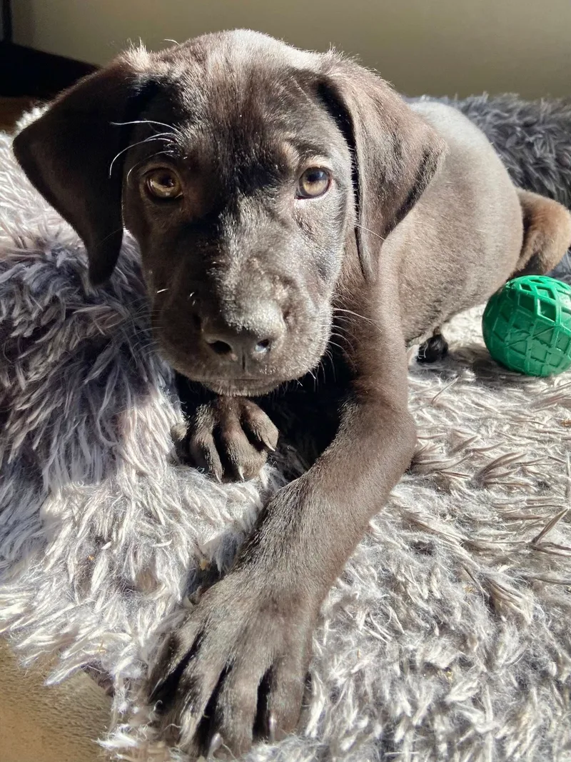MJ the Lab Mix Puppy