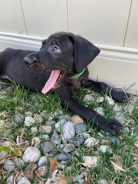 MJ the Lab mix Puppy thumbnail 3