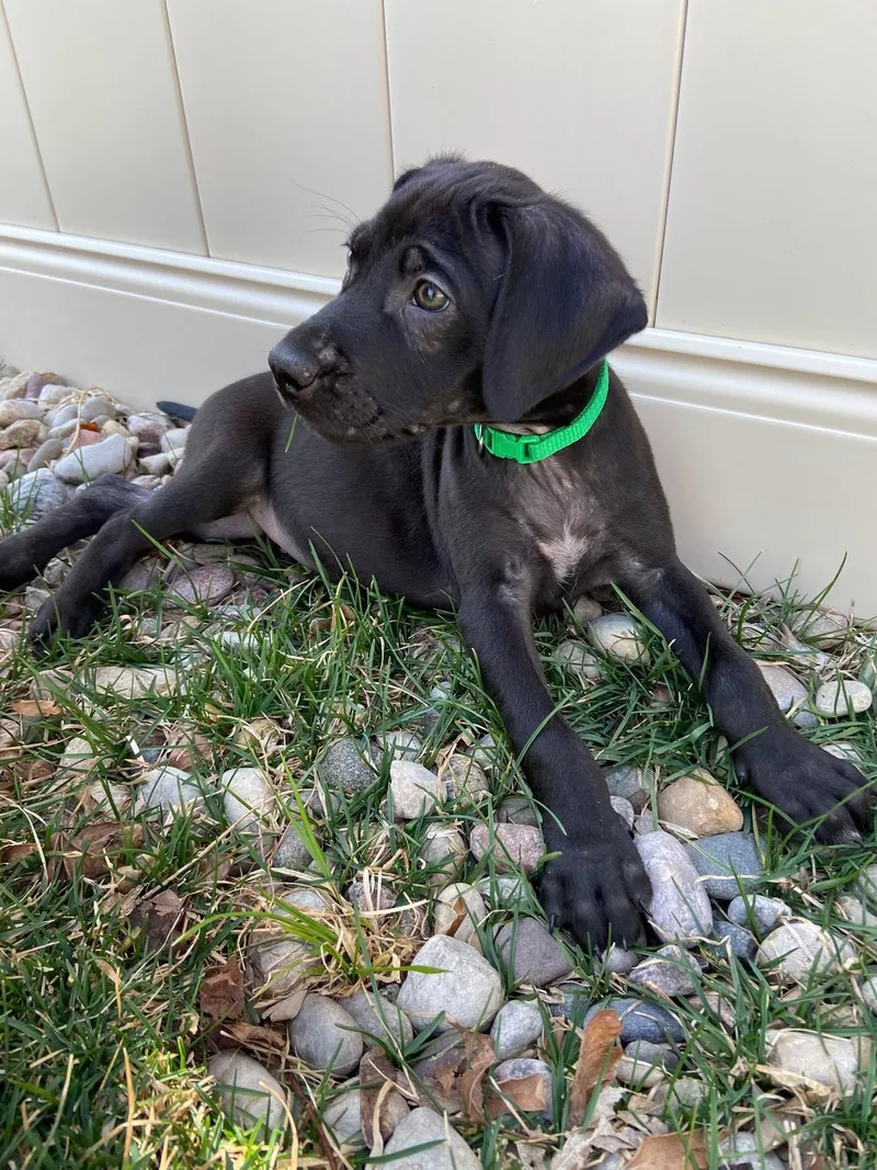 MJ the Lab mix Puppy thumbnail 2