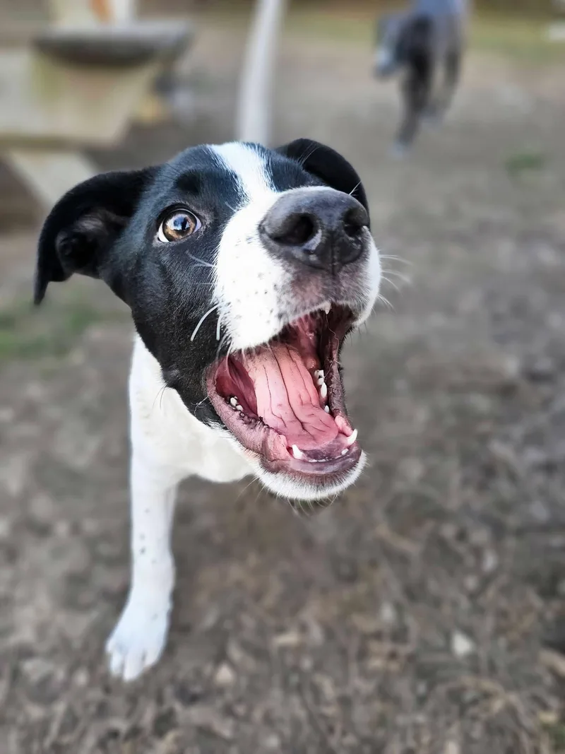 Colby the Pyrenees Mix Puppy- He loves kids! thumbnail 2