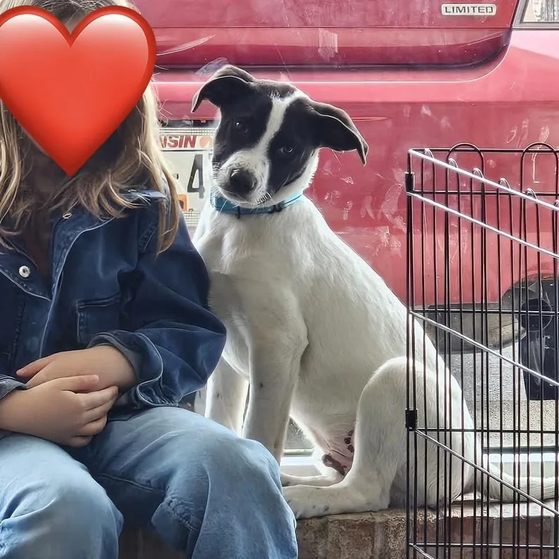 Colby the Pyrenees Mix Puppy- He loves kids! thumbnail 4