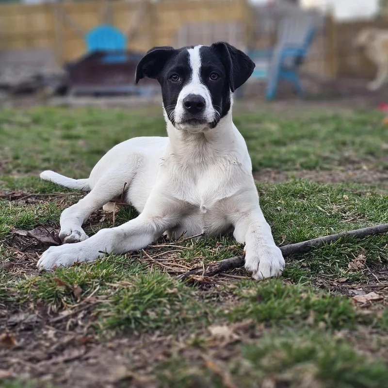 Colby the Pyrenees Mix Puppy- He loves kids!