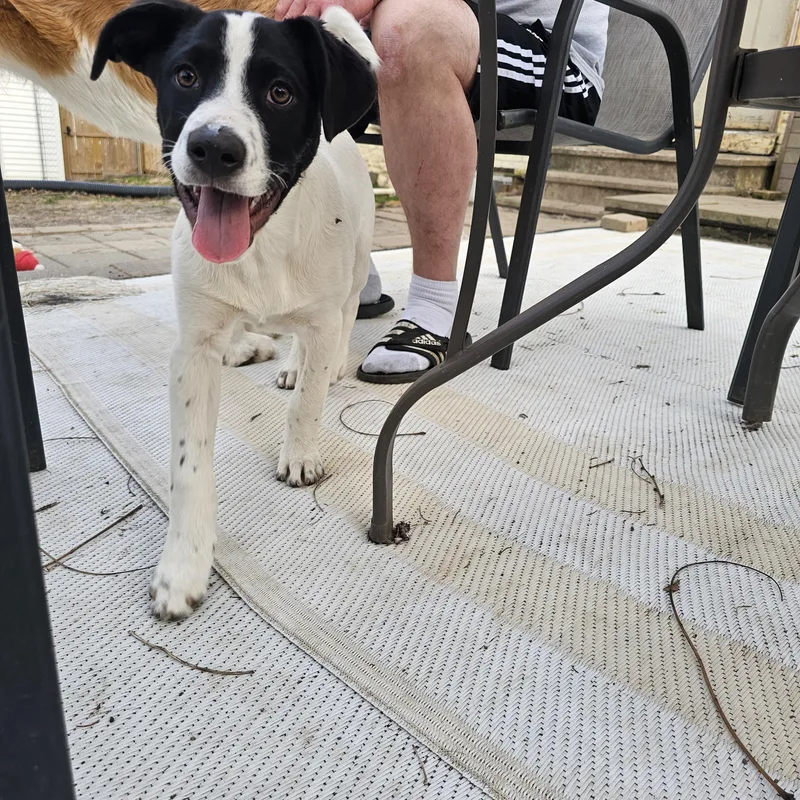 Colby the Pyrenees Mix Puppy- He loves kids! thumbnail 6