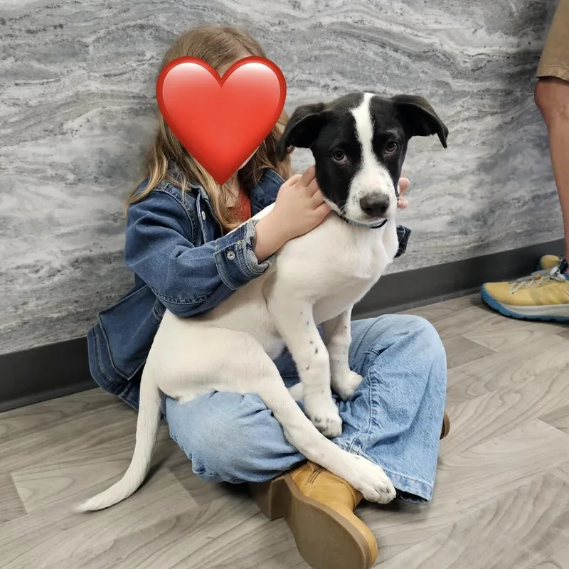 Colby the Pyrenees Mix Puppy- He loves kids! thumbnail 5