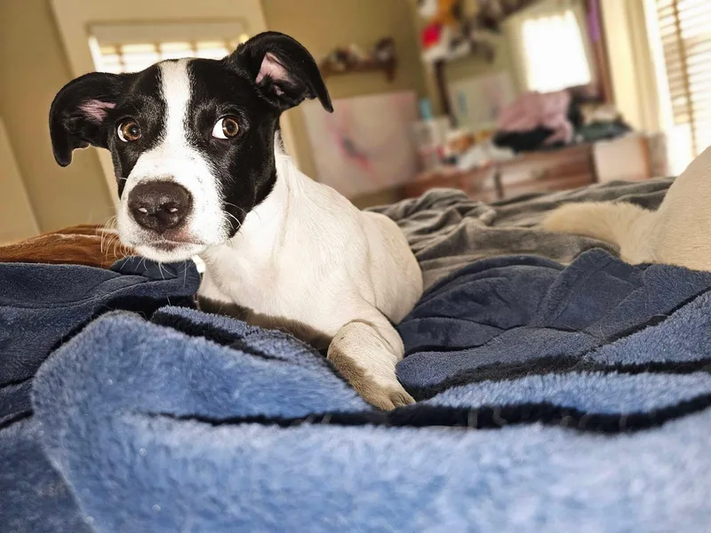 Colby the Pyrenees Mix Puppy- He loves kids! thumbnail 3