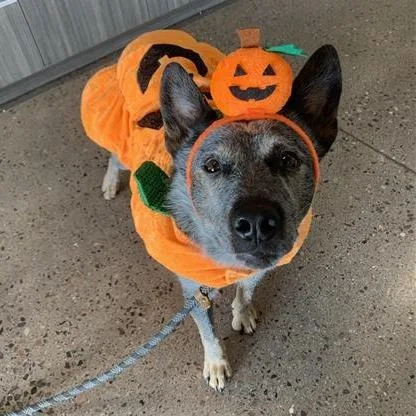 An adult medium-sized male Gray / Blue / Silver Australian Cattle Dog / Blue Heeler named Jaxon for adoption in Phoenix, AZ