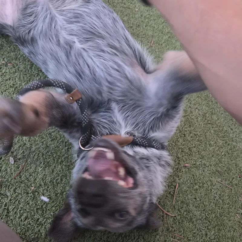 Jaxon thumbnail 3