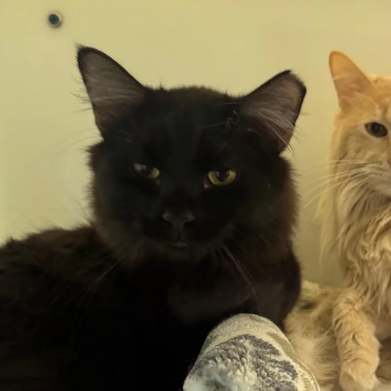 A young medium-sized male Black Domestic Medium Hair cat named Barrett for adoption in Pekin, IL