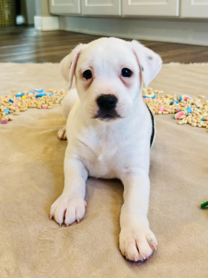 Trinity the Terrier Mix Puppy- So cuddly! thumbnail 3