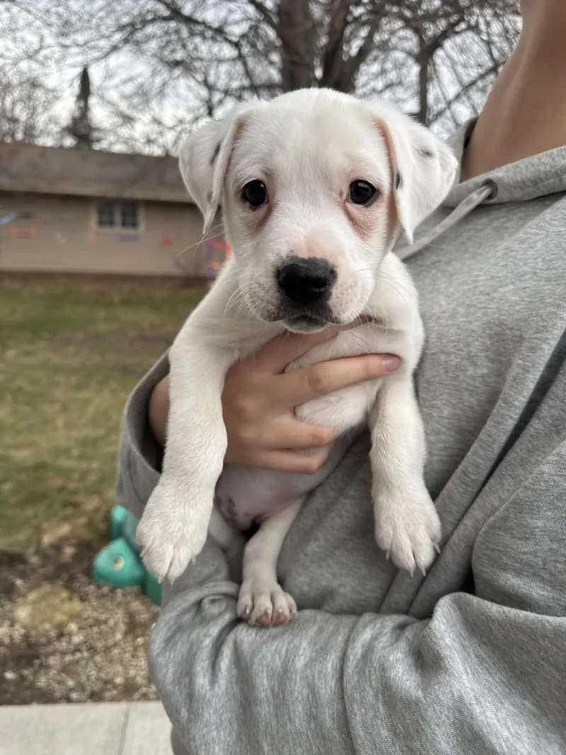 Trinity the Terrier Mix Puppy- So cuddly! thumbnail 2