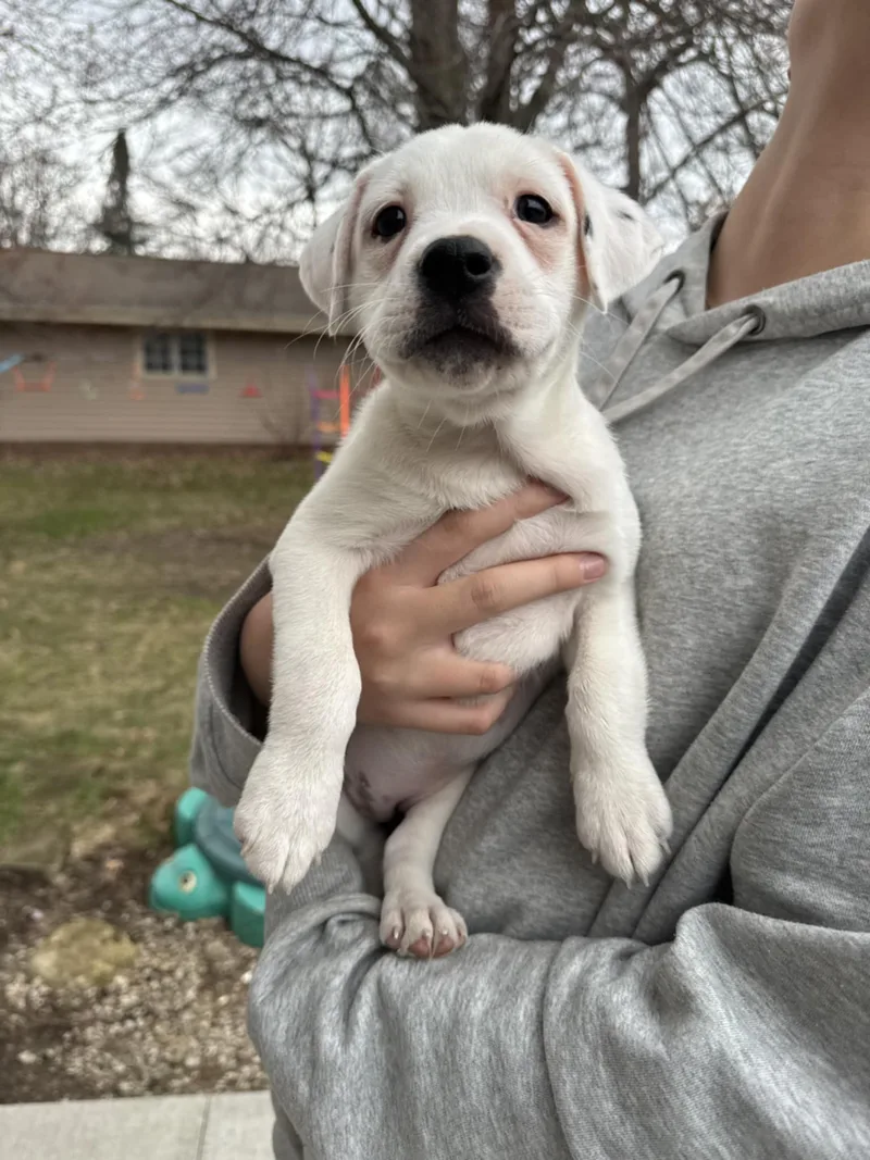 Trinity the Terrier Mix Puppy- So cuddly!