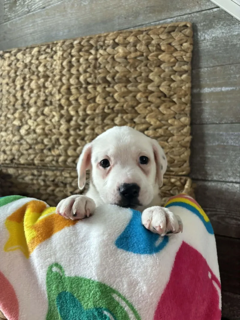 Trinity the Terrier Mix Puppy- So cuddly! thumbnail 4