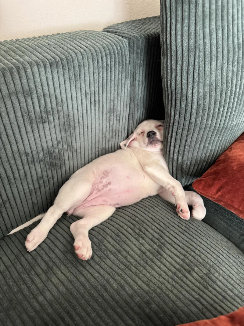 Trinity the Terrier Mix Puppy- So cuddly! thumbnail 5