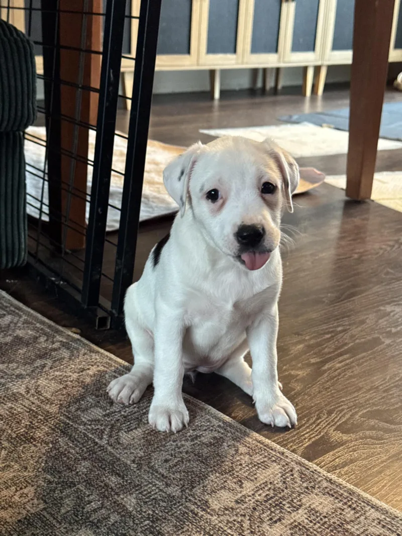 Trinity the Terrier Mix Puppy- So cuddly! thumbnail 6