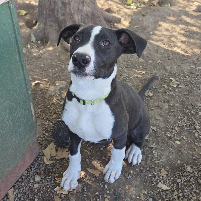 A baby medium-sized male Pit Bull Terrier dog named Duke for adoption in Yreka, CA