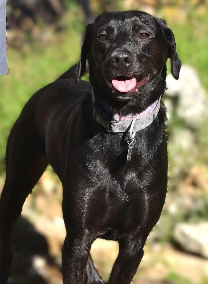 An adult medium-sized male Black Labrador Retriever dog named Duke for adoption in Parkville, MO