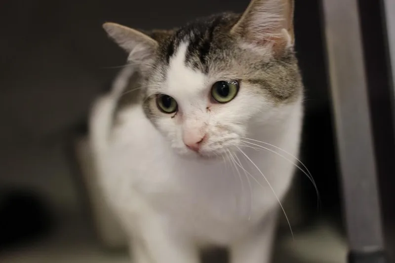 A young medium-sized female Domestic Short Hair cat named Kinley for adoption in Rockford, IL