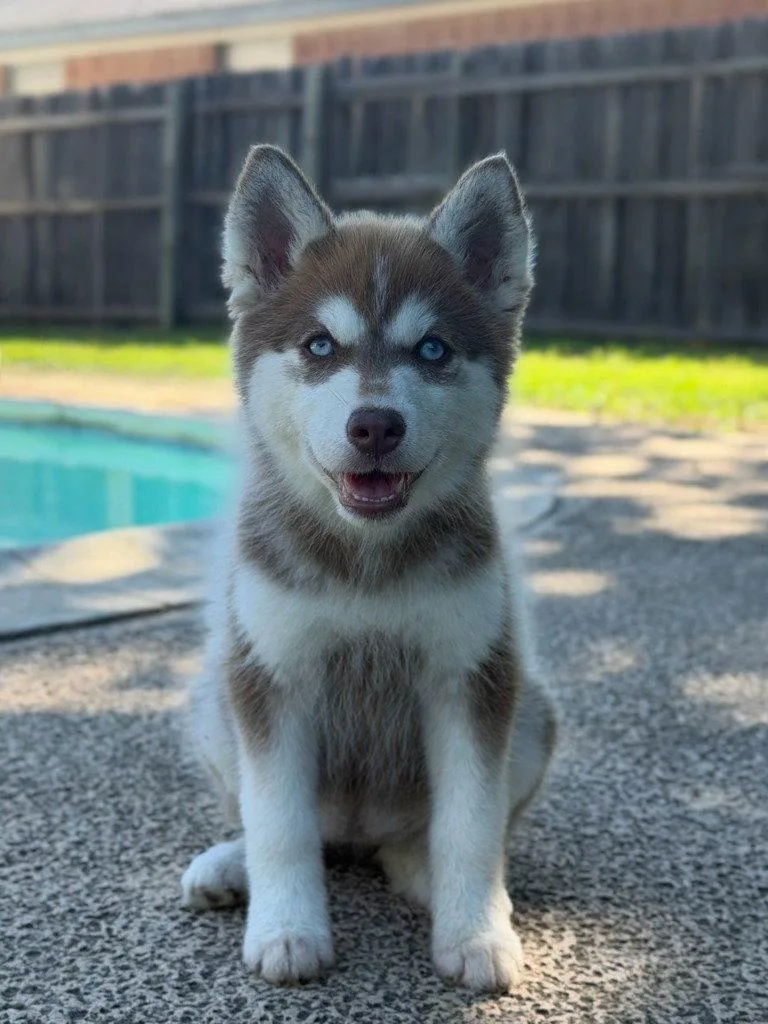 A baby medium-sized female Husky dog named Maisie for adoption in Bloomfield, CT