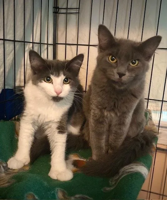 A baby small-sized female Domestic Short Hair cat named Darcy for adoption in Duxbury, MA