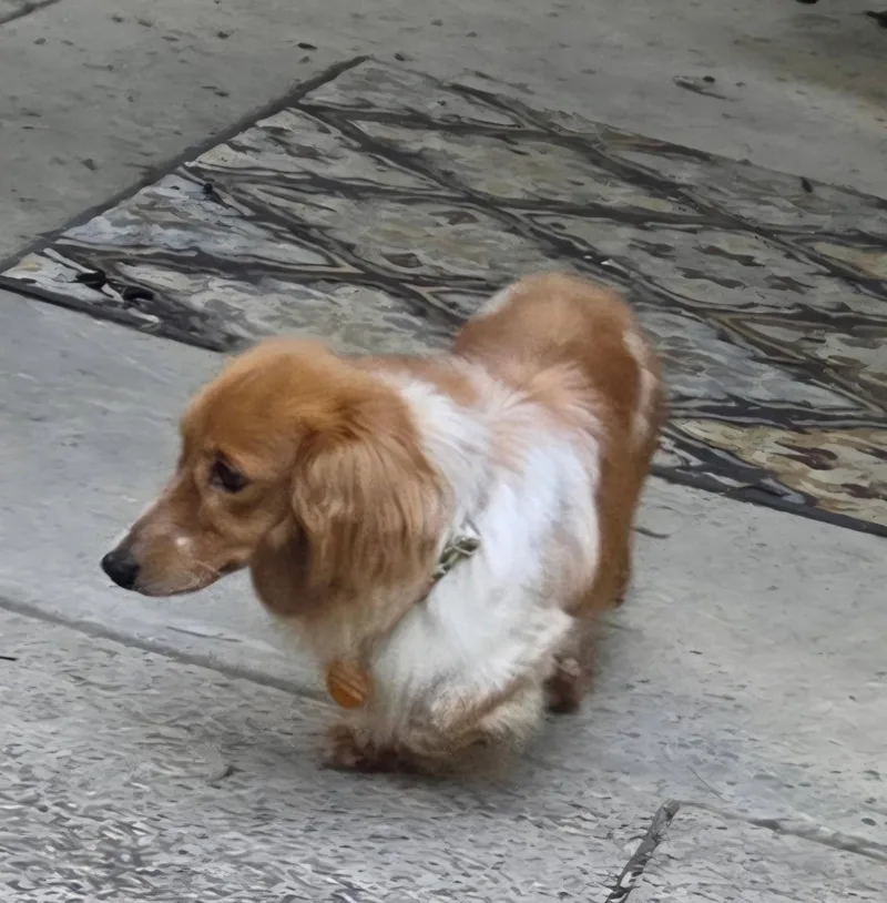 An adult small-sized male White / Cream Dachshund (Miniature Long Haired) dog named Cello for adoption in Millerstown, PA