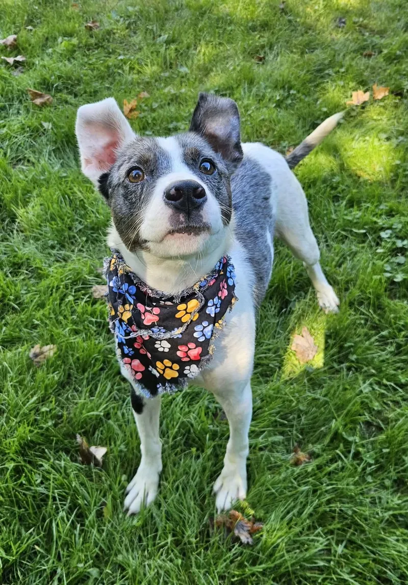 A young medium-sized female Black Cattle Dog dog named Meg for adoption in New Castle, PA