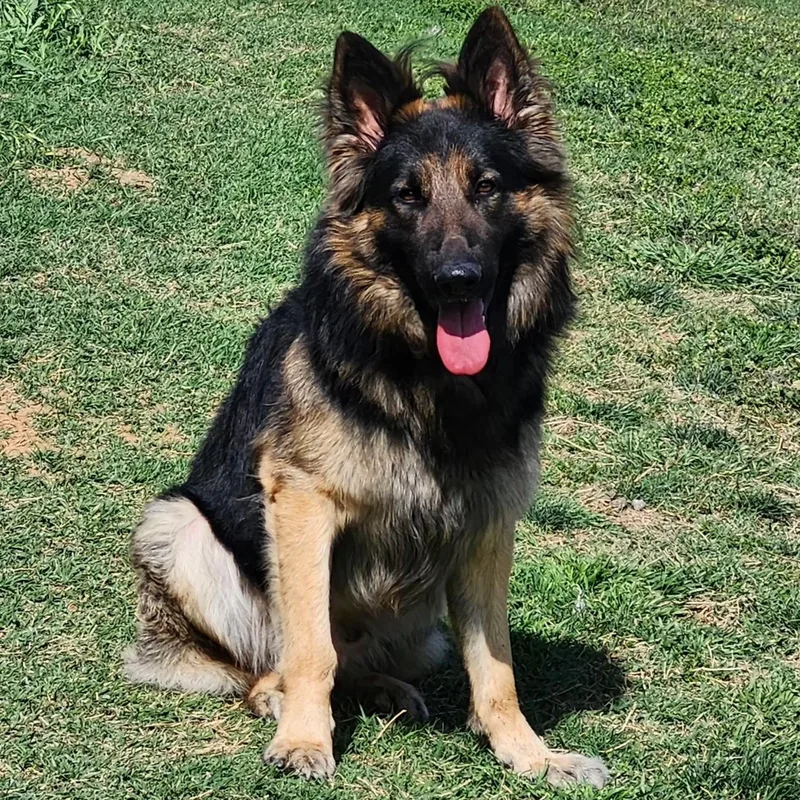 An adult large-sized male Bicolor German Shepherd Dog dog named Crusader for adoption in Weatherford, TX