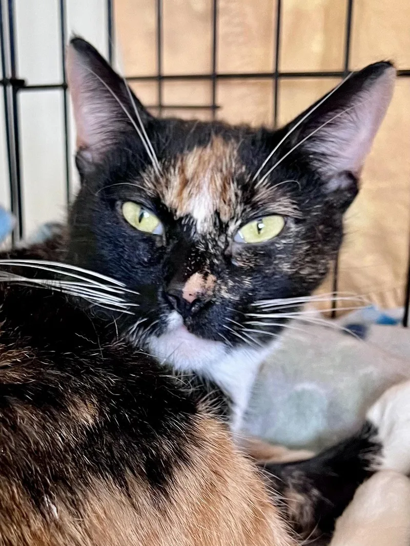 Cavawillow Grove thumbnail 2