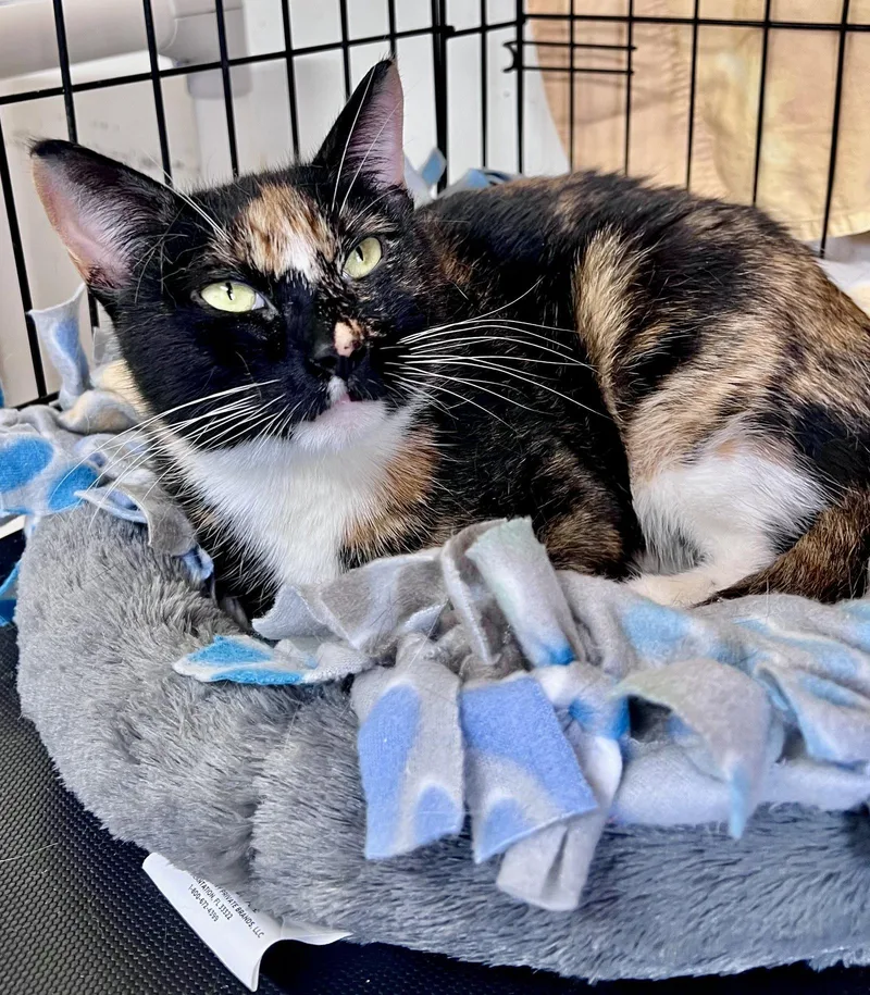 Cavawillow Grove thumbnail 3