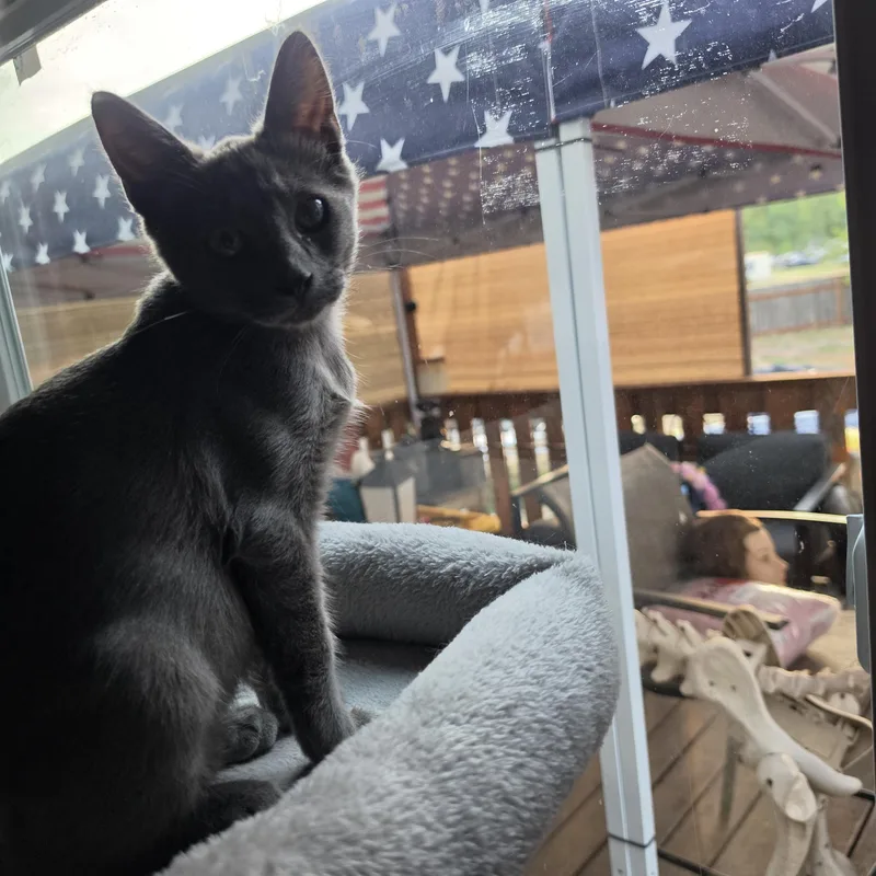 A baby medium-sized male Gray / Blue / Silver Domestic Short Hair cat named Smoky for adoption in Springfield, OR