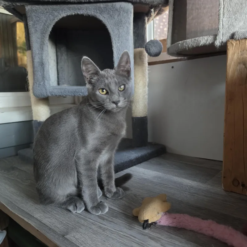 Smoky thumbnail 2