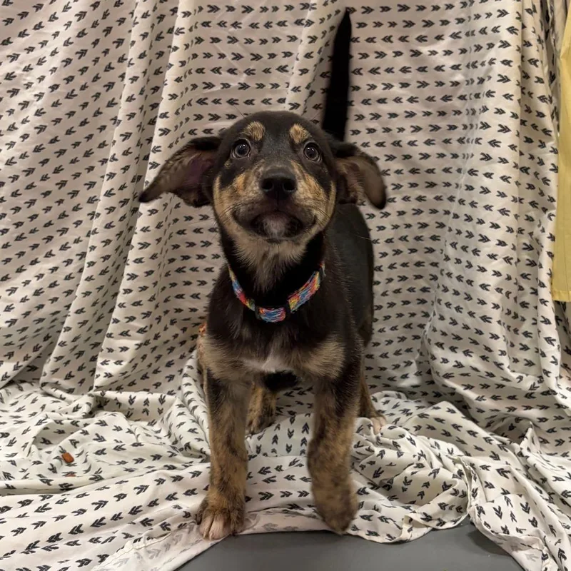 A baby small-sized female Black Shepherd dog named Gulf for adoption in Austin, TX