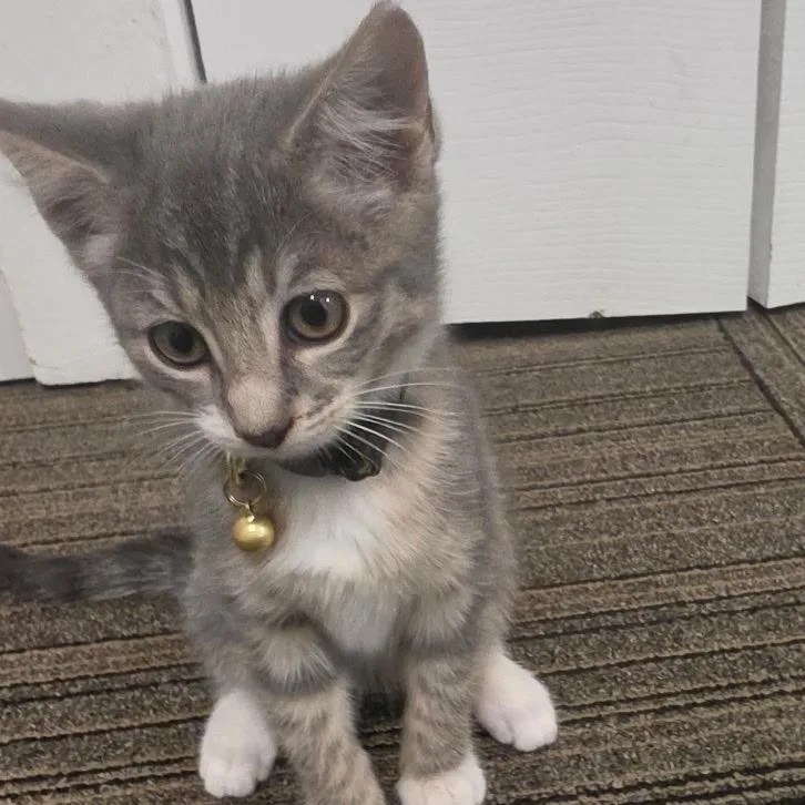 A baby small-sized female Gray / Blue / Silver Domestic Short Hair cat named Baela for adoption in Springfield, IL