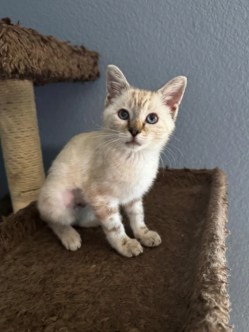 A baby medium-sized female Domestic Short Hair cat named Nettle for adoption in Lincoln, CA