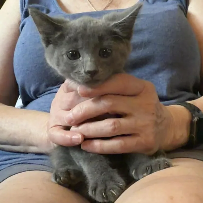 A baby small-sized male Gray / Blue / Silver Domestic Short Hair cat named Spark Plug for adoption in Midland, TX
