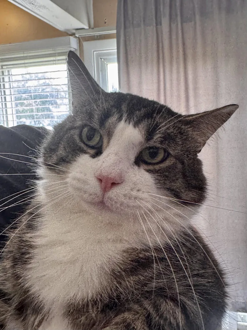 An adult medium-sized male Domestic Short Hair cat named Paulie for adoption in Wheaton, IL