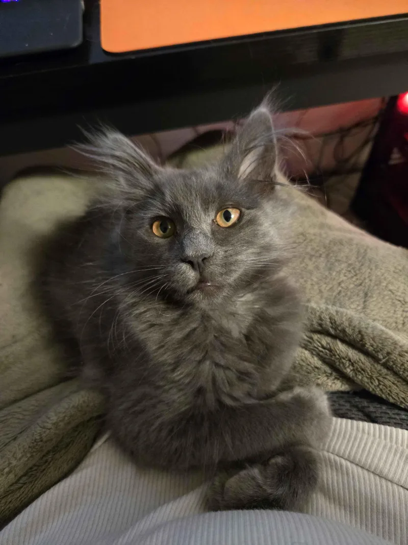 A baby medium-sized female Gray / Blue / Silver Domestic Medium Hair cat named Colette for adoption in Pasco, WA