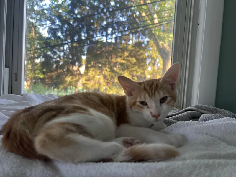 A baby medium-sized female Orange & White Domestic Short Hair cat named Creamsicle for adoption in Berkeley Heights, NJ