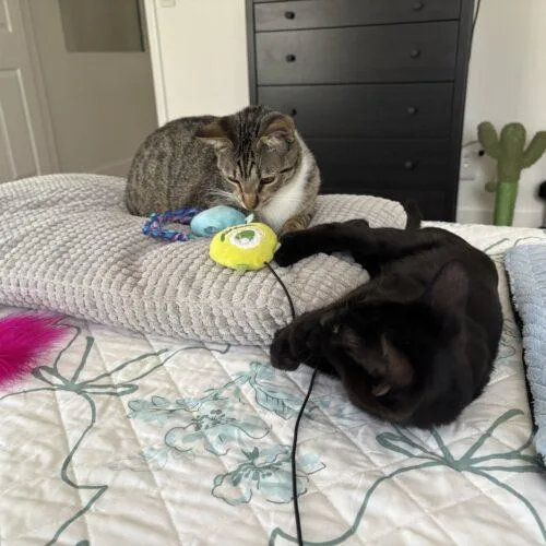 A young large-sized male Domestic Short Hair cat named Coco for adoption in Tampa, FL