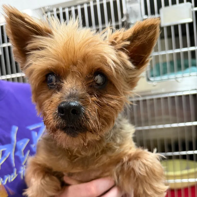 A senior small-sized female Yellow / Tan / Blond / Fawn Yorkshire Terrier dog named Pepper for adoption in Ardmore, OK