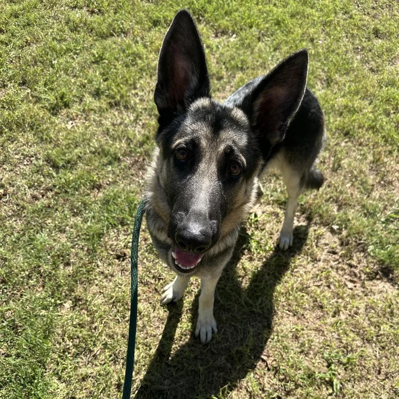 An adult medium-sized male Yellow / Tan / Blond / Fawn Mixed Breed dog named Kylo for adoption in Chattanooga, TN