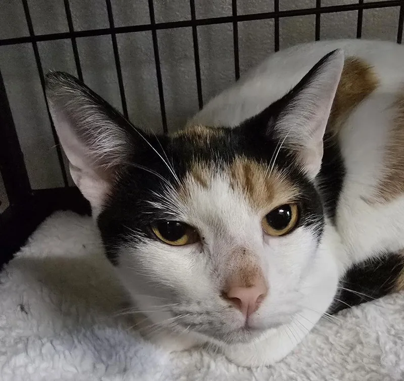 An adult medium-sized female Domestic Short Hair cat named Yuki for adoption in Southbury, CT