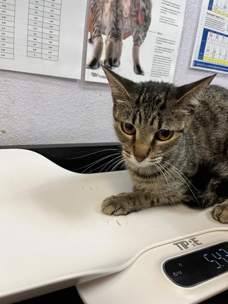 A young medium-sized female Domestic Short Hair cat named Bertha for adoption in New Braunfels, TX