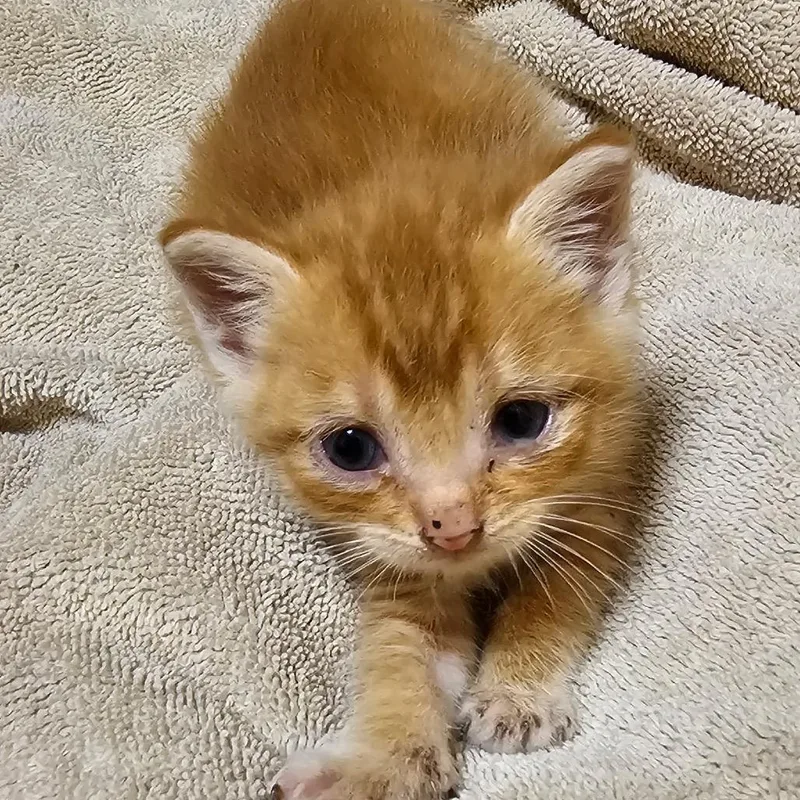 A baby medium-sized female Orange & White Domestic Short Hair cat named Ferdinand for adoption in Columbia, MO