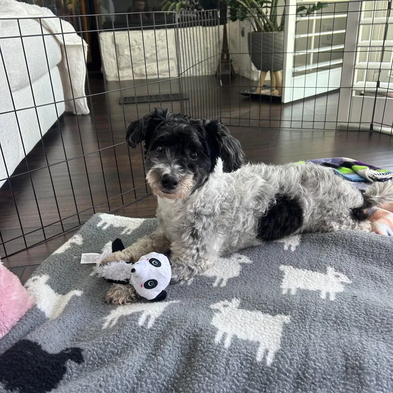 An adult small-sized male Black Havanese dog named Pancho for adoption in Orange, CA